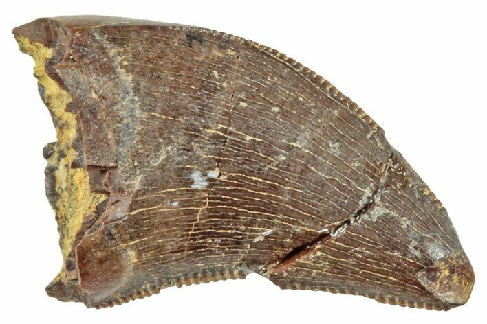 Serrated, Juvenile Tyrannosaur (Nanotyrannus?) Tooth - Montana #245925